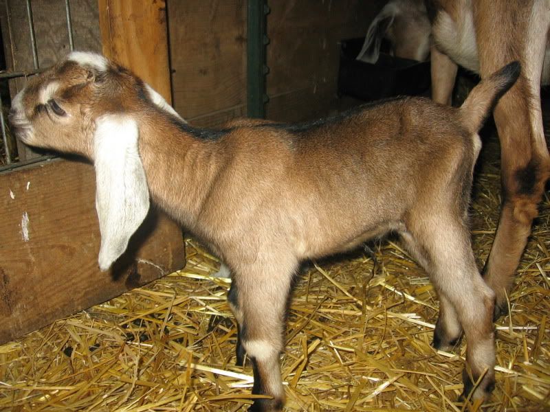 Mayflower's babies - Goats