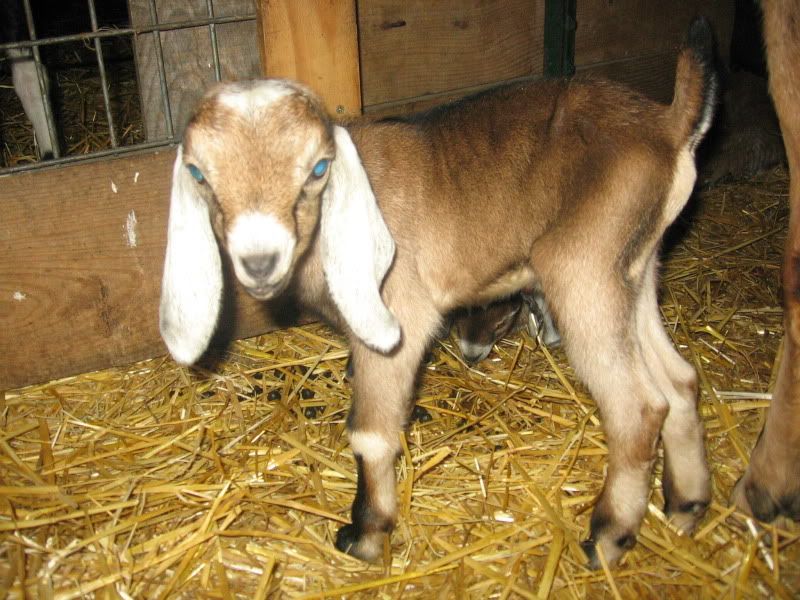 Mayflower's babies - Goats