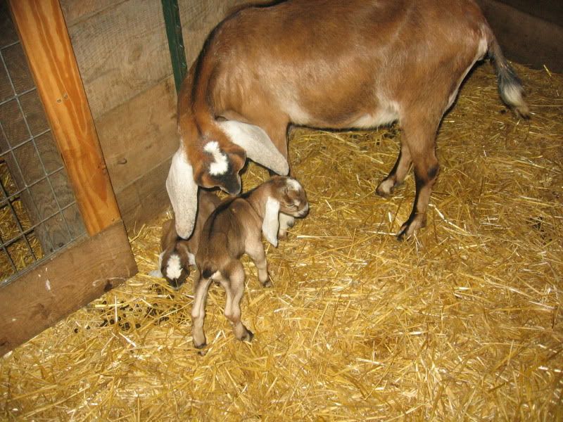 Mayflower's babies - Goats