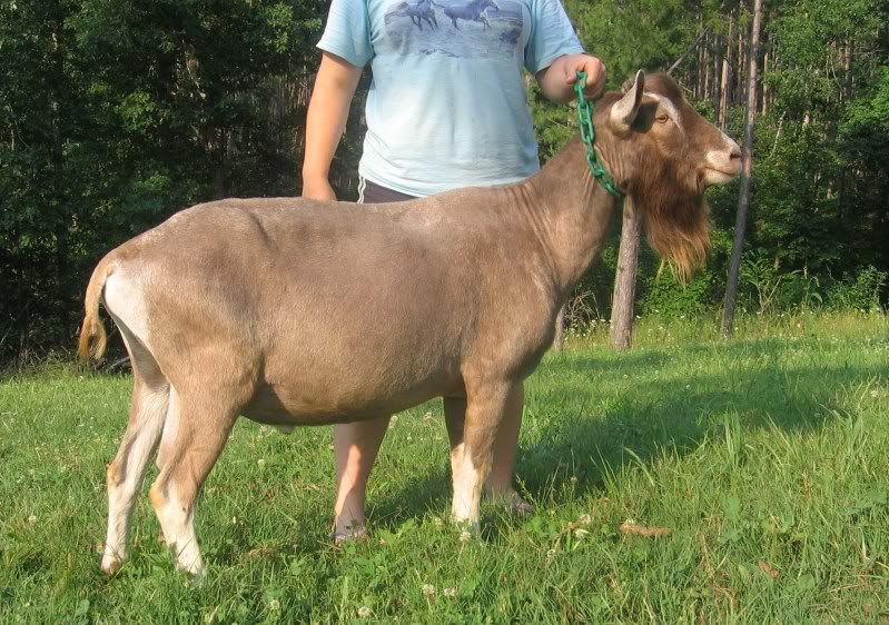 For Sale and Wanted - Goats