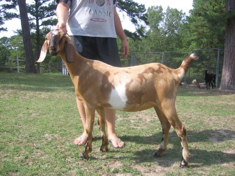 Critique please? - Goats