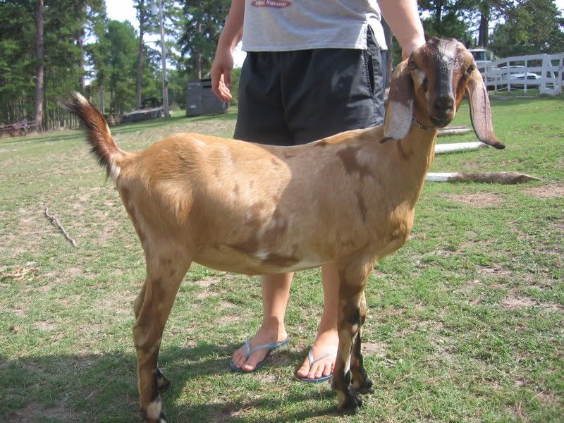 Critique please? - Goats