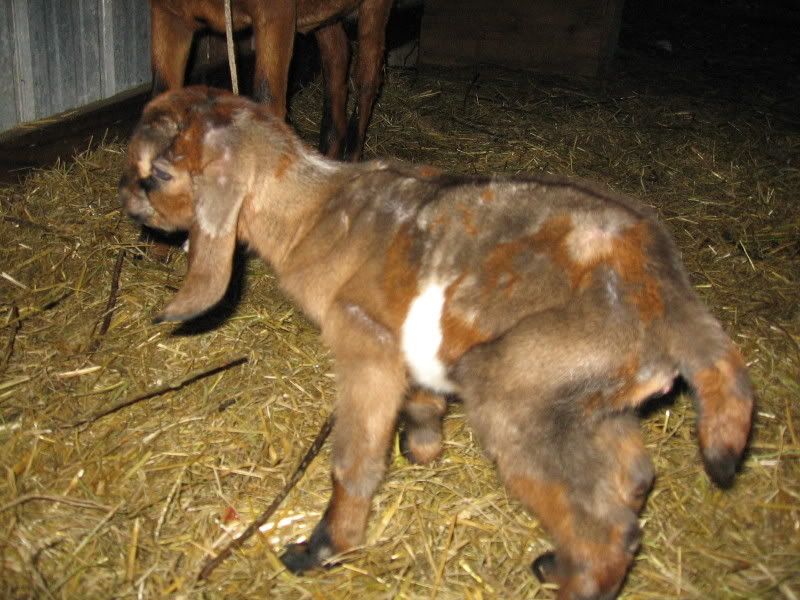 EARS!!!!!!!!!!!!!!! Wild looking kid - haven't had one THIS colorful before! - Goats