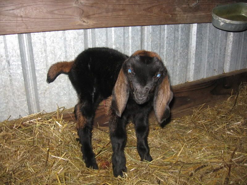 Try to beat this picture all!! - Goats