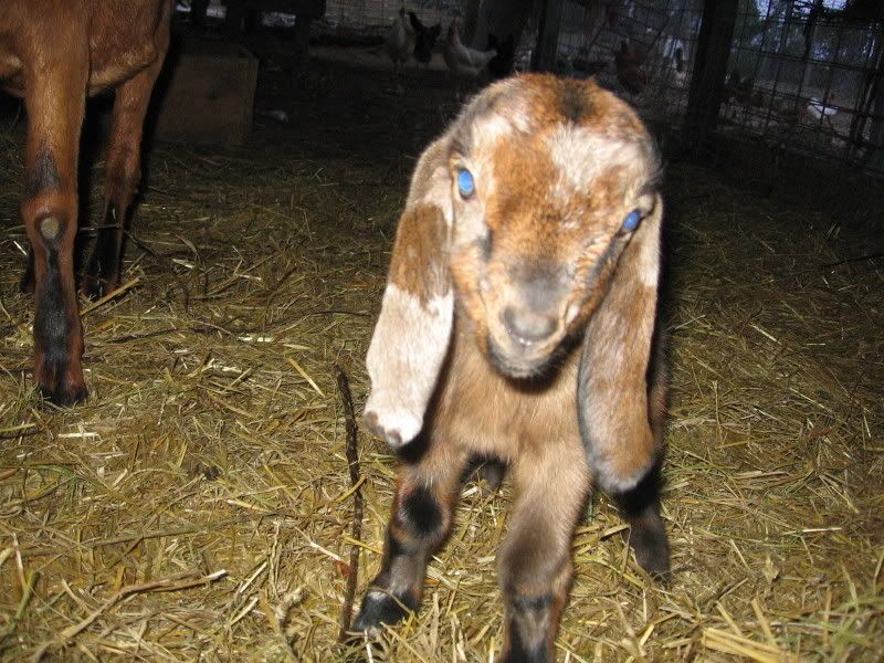 Try to beat this picture all!! - Goats