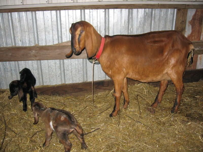 Whether or not to whether? - Goats