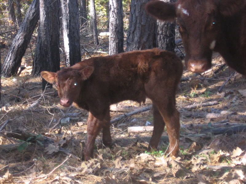 Remember the "red heifer" - Cattle