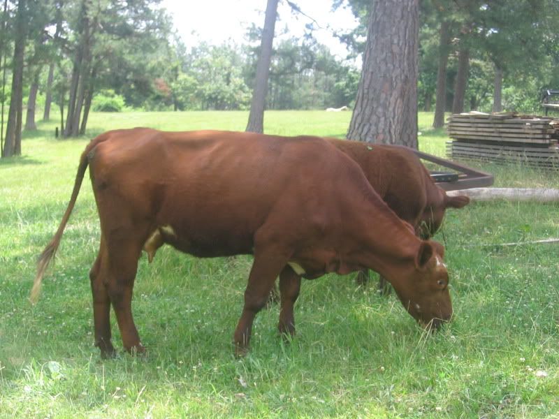 Would like opinions - Cattle