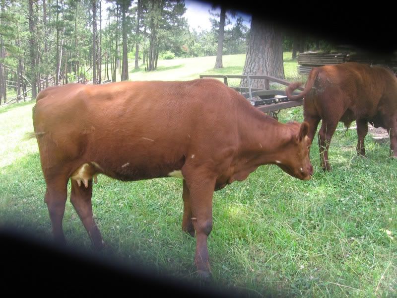 Would like opinions - Cattle