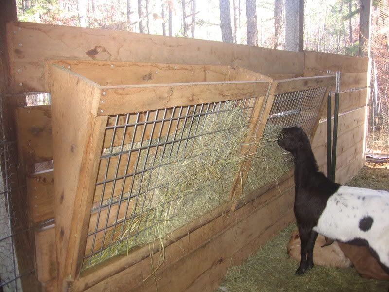 Feeding goats hay without a manger - Goats
