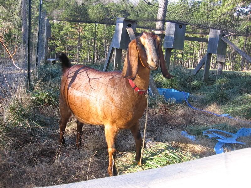 Whether or not to whether? - Goats