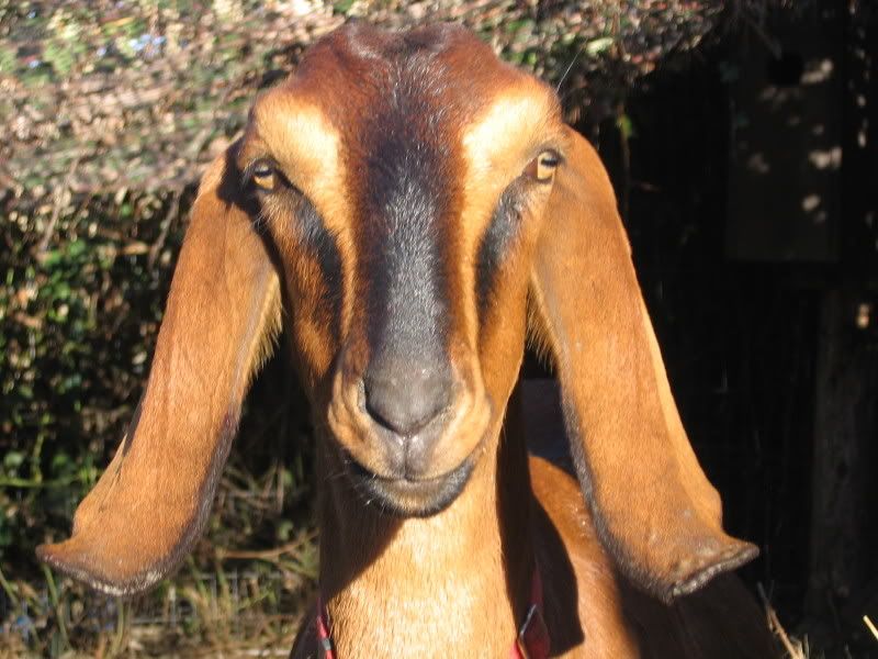 Whether or not to whether? - Goats