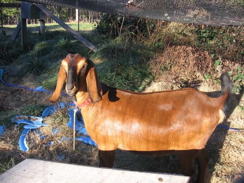 Whether or not to whether? - Goats