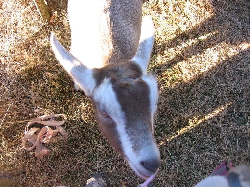 Finally found some! - Goats