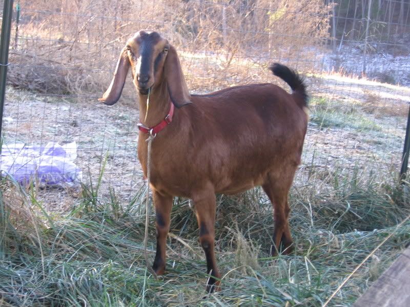 Whether or not to whether? - Goats