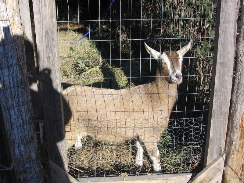 Finally found some! - Goats