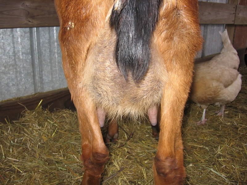 Whether or not to whether? - Goats