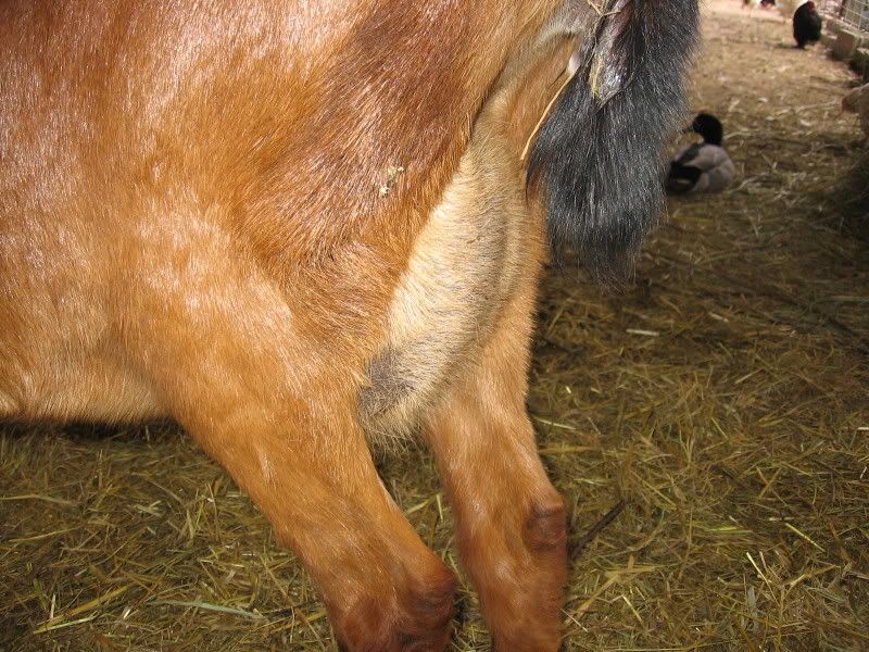 Whether or not to whether? - Goats