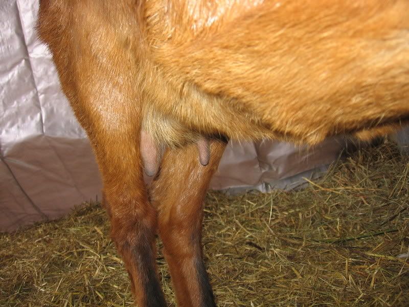 Whether or not to whether? - Goats