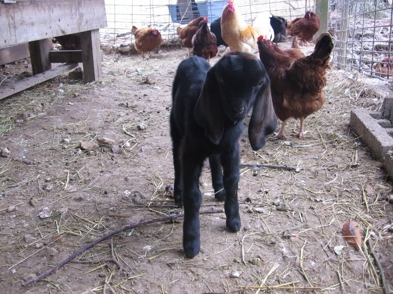 Whether or not to whether? - Goats