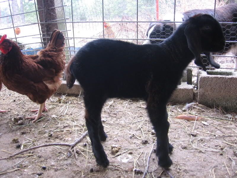 Whether or not to whether? - Goats