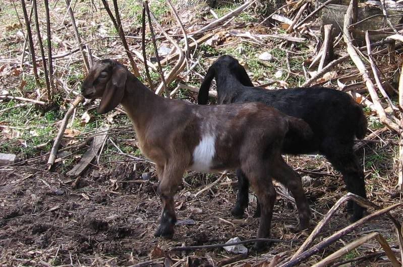 EARS!!!!!!!!!!!!!!! Wild looking kid - haven't had one THIS colorful before! - Goats