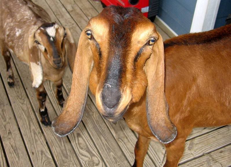 Lets See Em! (your Best Pictures! ) - Goats