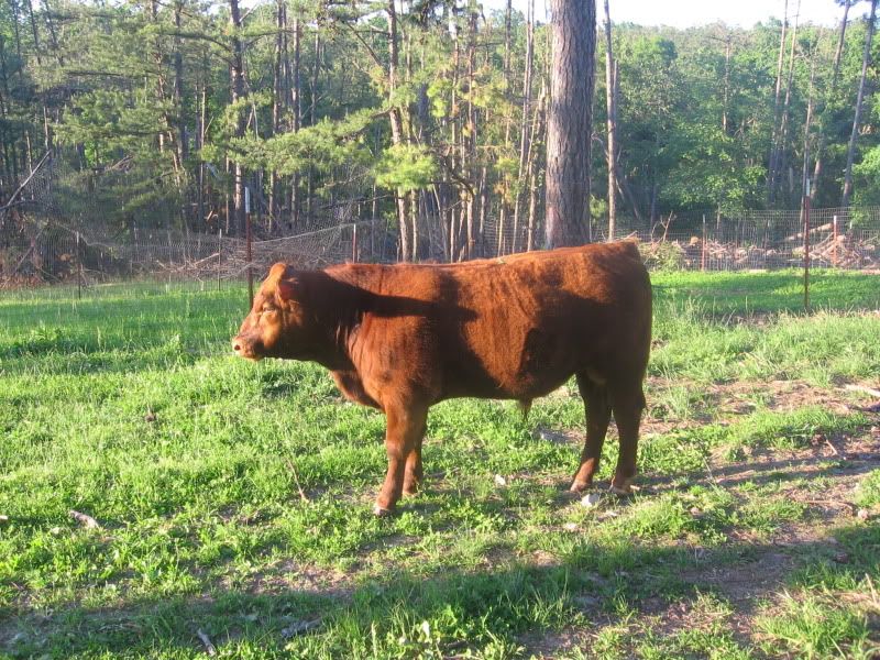 Remember the "red heifer" - Cattle