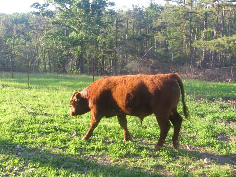 Remember the "red heifer" - Cattle