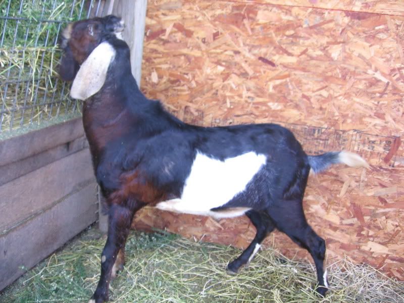 Post your "romeo" thread!!! - Goats