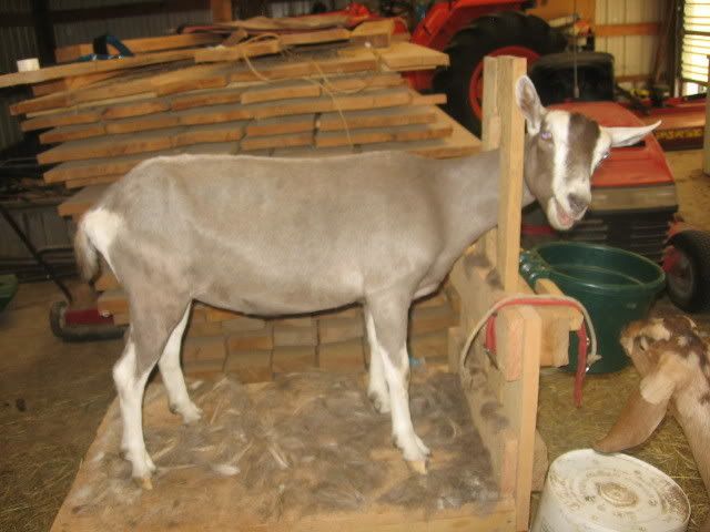 Another critique? ;) - Goats