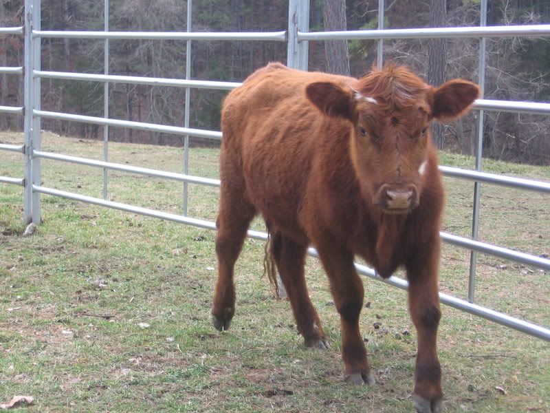 New Heifer - Cattle