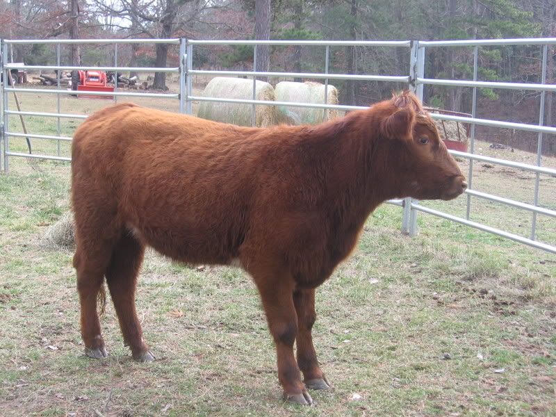 New Heifer - Cattle