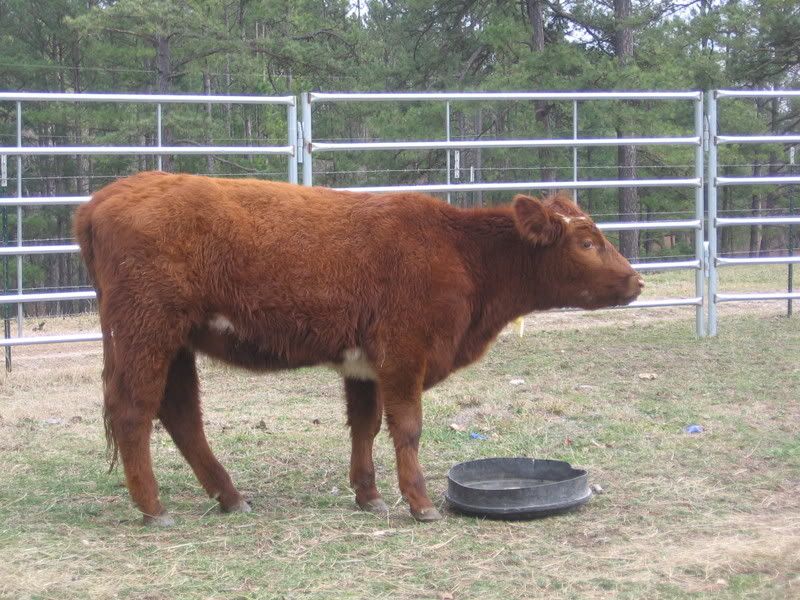 New Heifer - Cattle