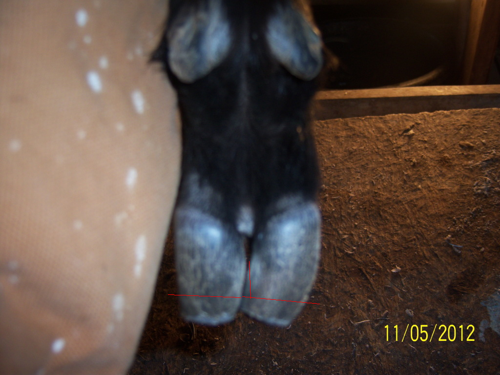 What would you do? - Goats