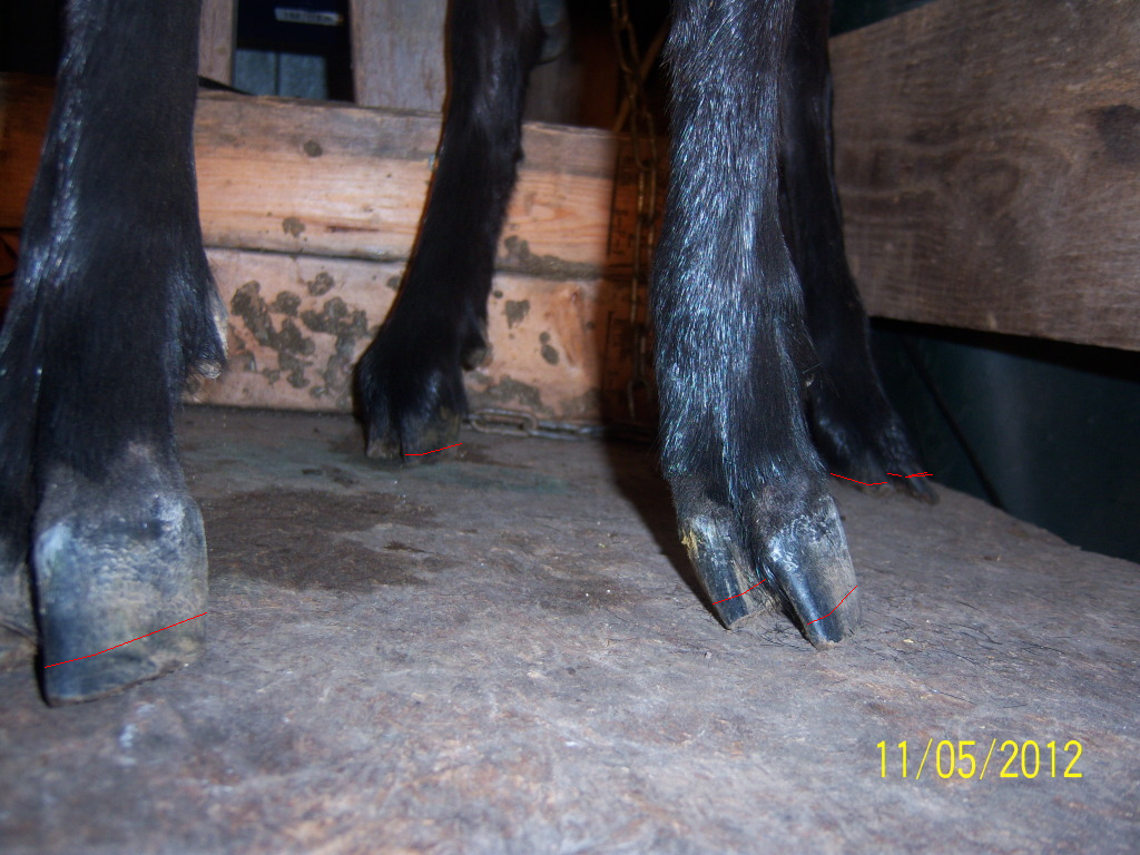 What would you do? - Goats