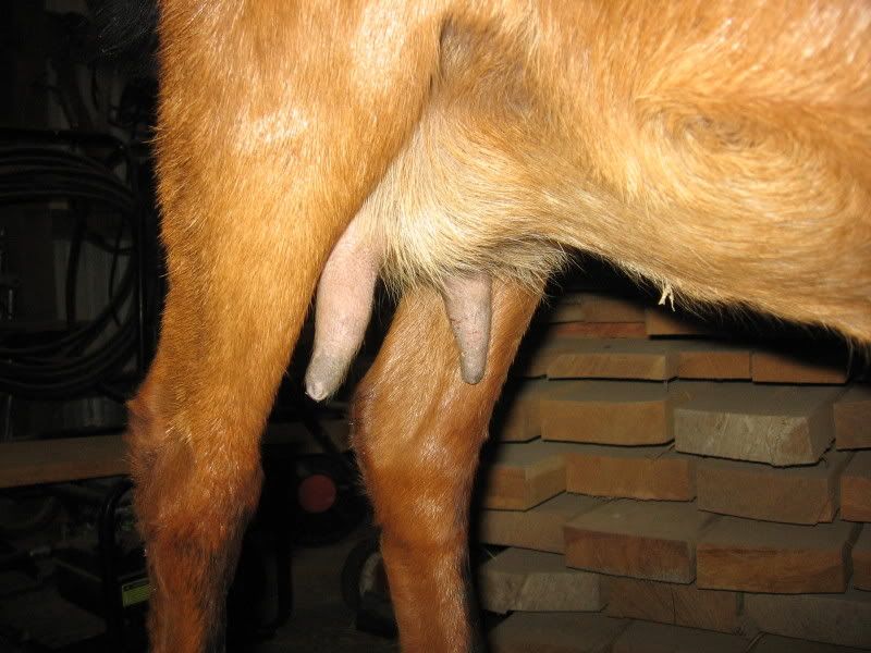 Whether or not to whether? - Goats