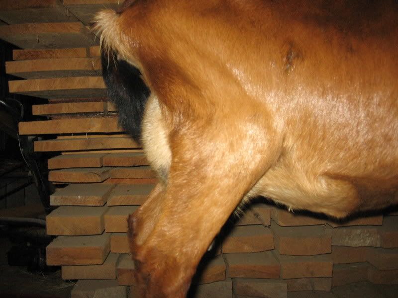 Whether or not to whether? - Goats