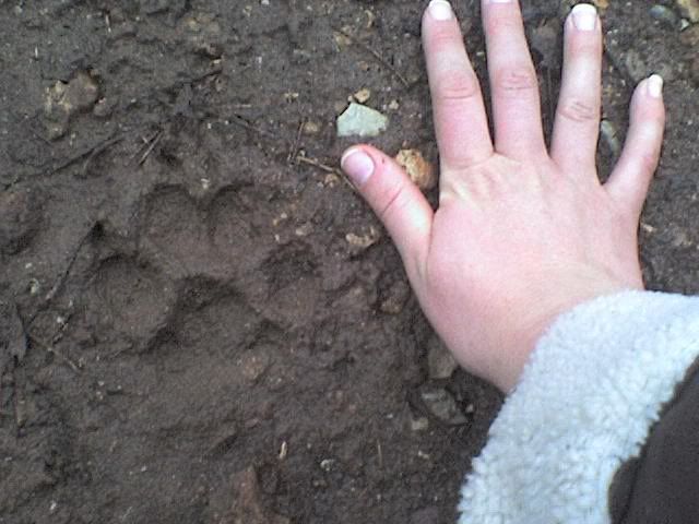 Size of this Dog? Track pics - Homesteading Questions