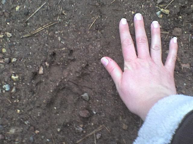 Size of this Dog? Track pics - Homesteading Questions