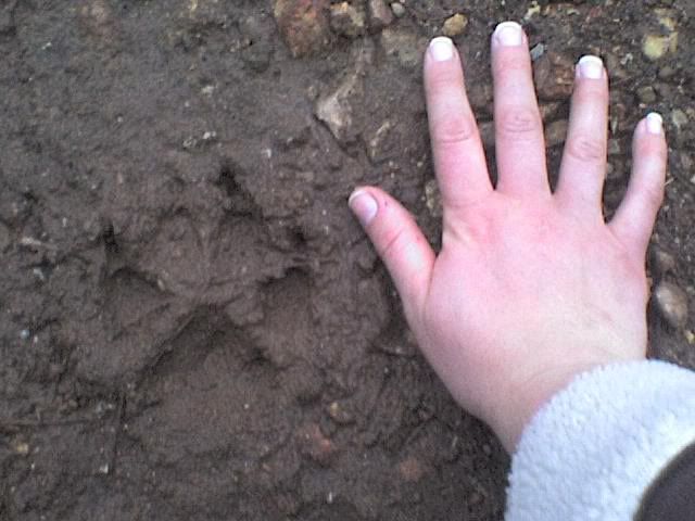 Size of this Dog? Track pics - Homesteading Questions