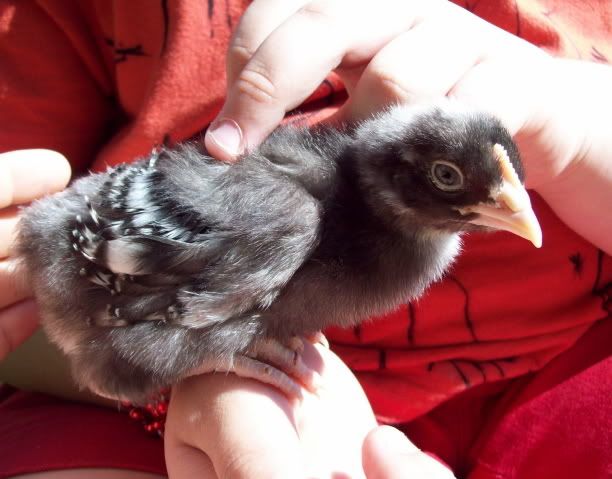 White Marans