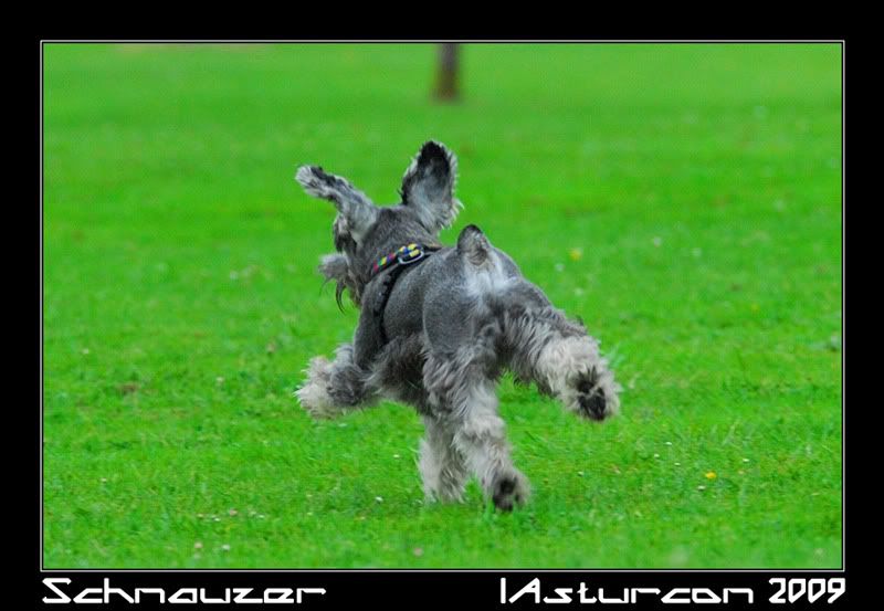 Schnauzer_02.jpg