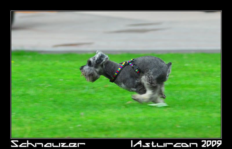 Schnauzer_03.jpg