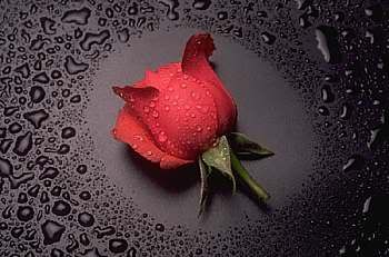 Red rose Pictures, Images and Photos