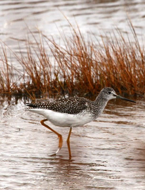 IMAGE: http://i2.photobucket.com/albums/y8/salsataco/IMG_2027gy.jpg