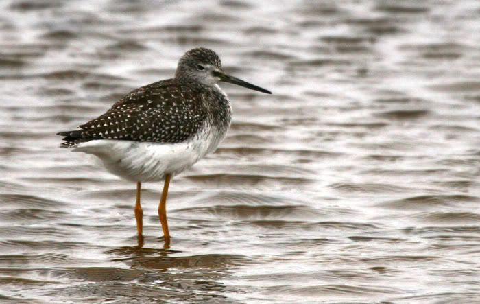 IMAGE: http://i2.photobucket.com/albums/y8/salsataco/IMG_2061gy.jpg