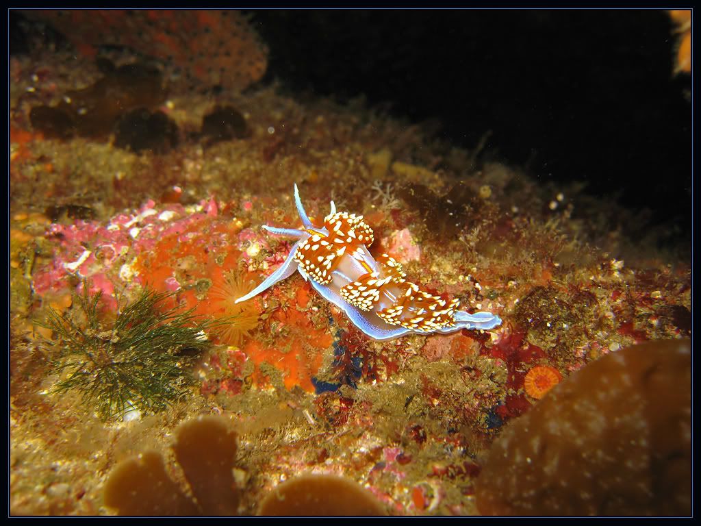 Nudi4copy.jpg