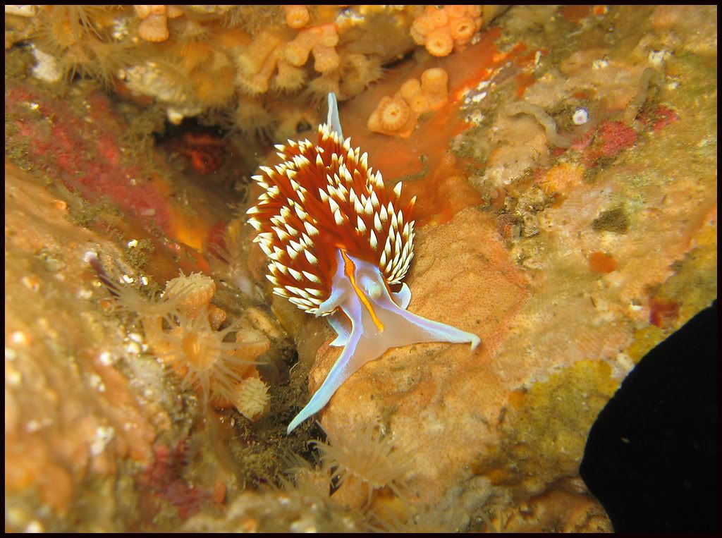 NudiHermissendacrassicorniscopy.jpg