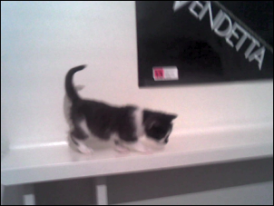 he can get up to places. he just... can't get back down...